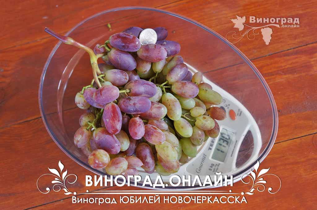 Сорт Винограда Юбилей Новочеркасска Фото